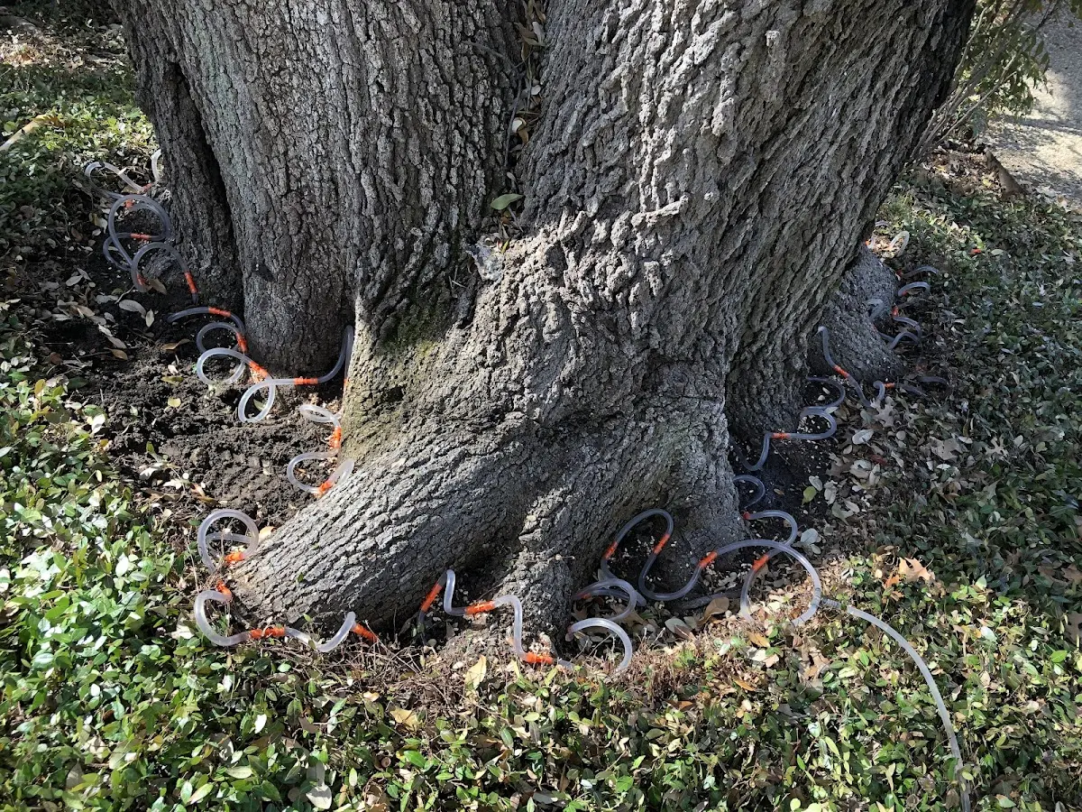 Detailed Tree Cabling and Bracing job site in Ballinger