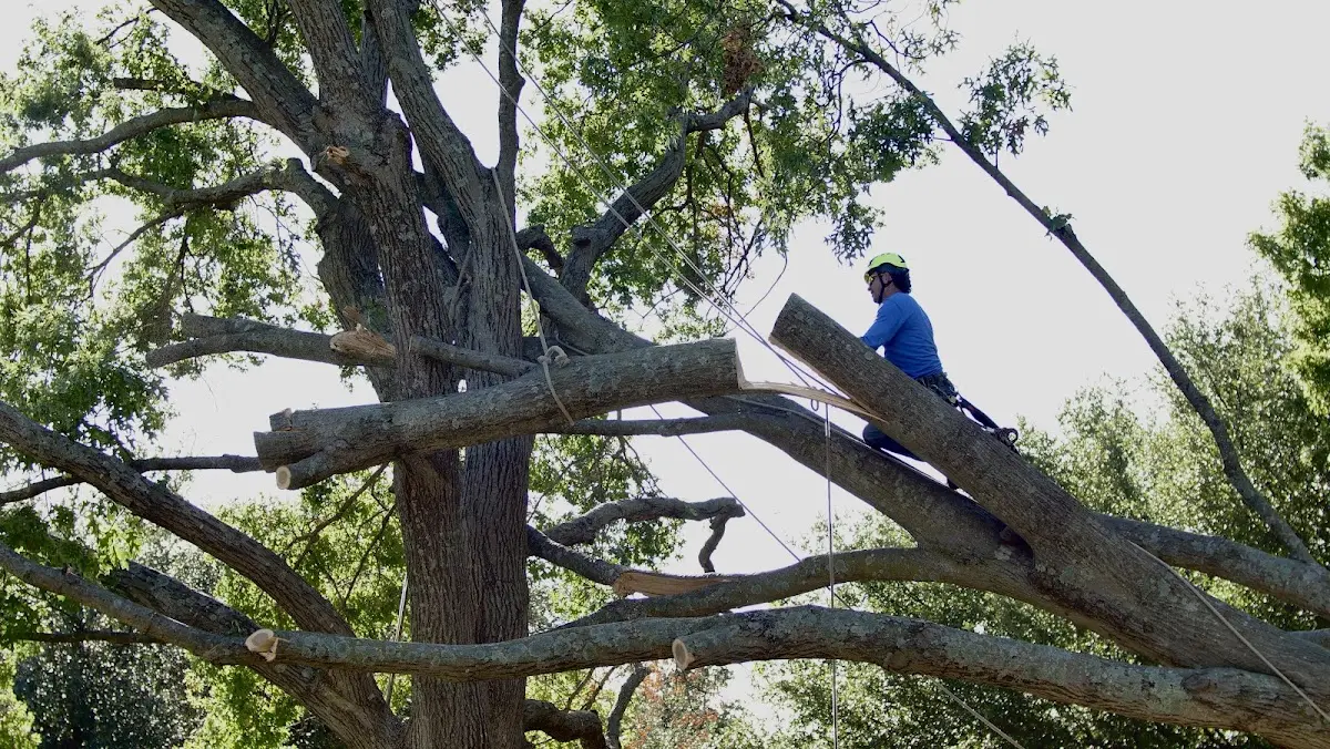 Professional Hazardous Tree Removal performed by certified arborists in Ballinger